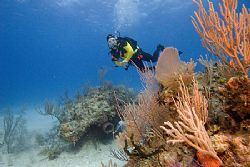 A diver enjoying the clear waters of the Bahamas by Michael Shope 